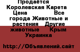 Продаётся!     Королевская Карета › Цена ­ 300 000 - Все города Животные и растения » Другие животные   . Крым,Украинка